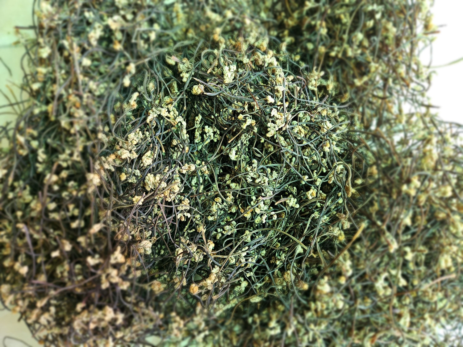 자연산 건고사리